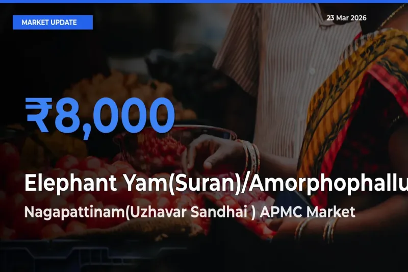 Nagapattinam(Uzhavar Sandhai ) APMC Emerges as Top Mandi for Elephant Yam(Suran)/Amorphophallus Prices Today