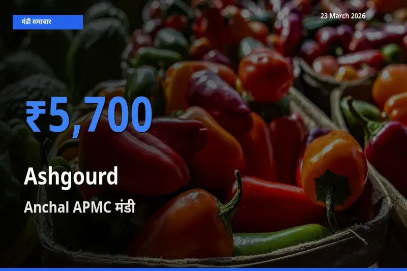 Anchal APMC में पेठा कद्दू का आज सबसे ऊँचा भाव