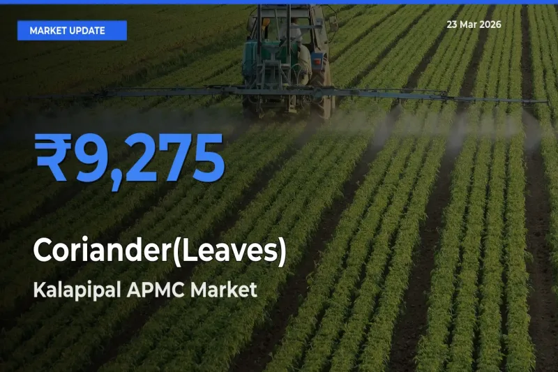 Kalapipal APMC Tops Coriander(Leaves) Mandi Rates Today