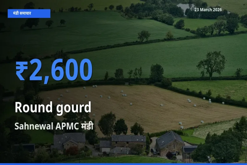Sahnewal APMC मंडी में गोल लौकी ₹2,600 पर पहुँचा – आज का सर्वोच्च भाव