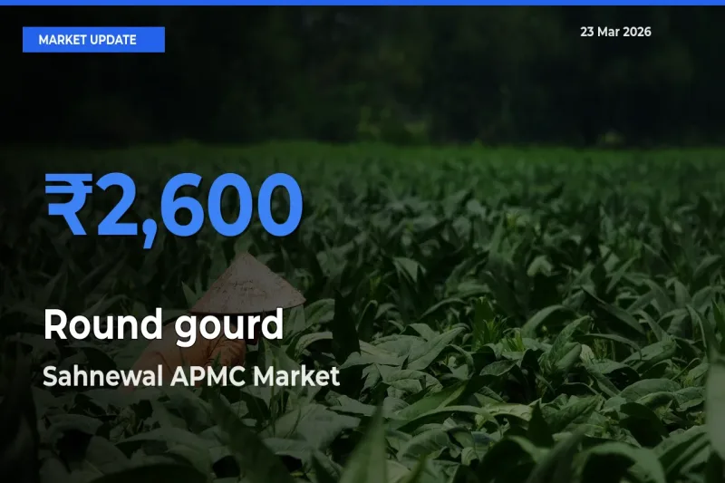 Sahnewal APMC Leads as Top Mandi for Round gourd Prices