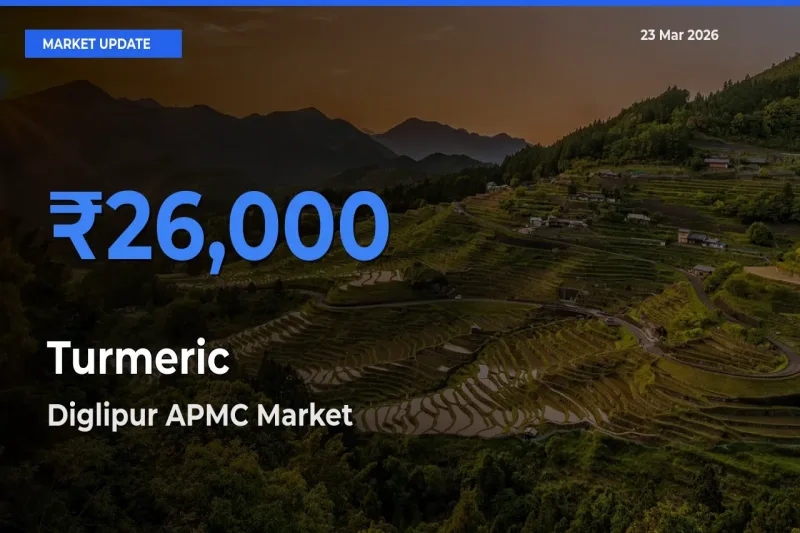 Diglipur APMC Offers ₹26,000 – Highest Turmeric Rate Today