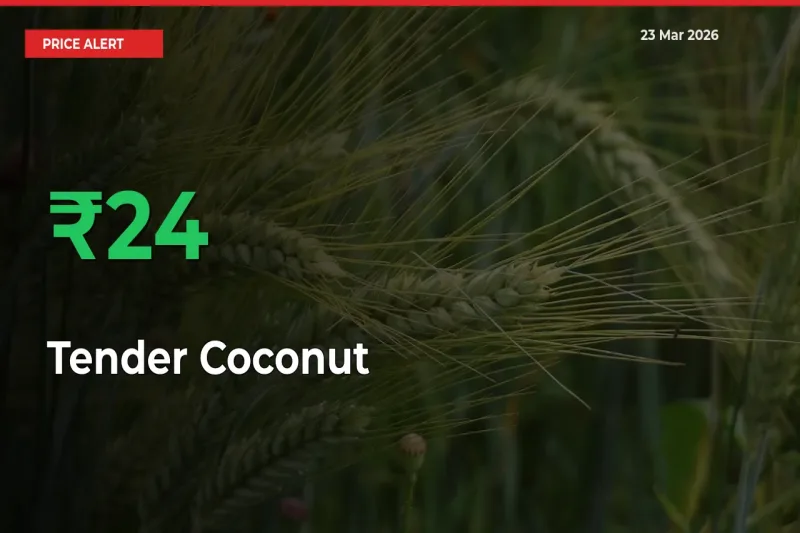24.22% Spike in Tender Coconut Prices – Mandi Sees Sudden Rally