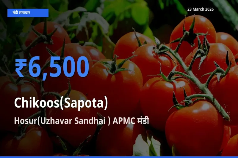 23 March अपडेट: चीकू के सबसे ऊँचे दाम Hosur(Uzhavar Sandhai ) APMC मंडी में