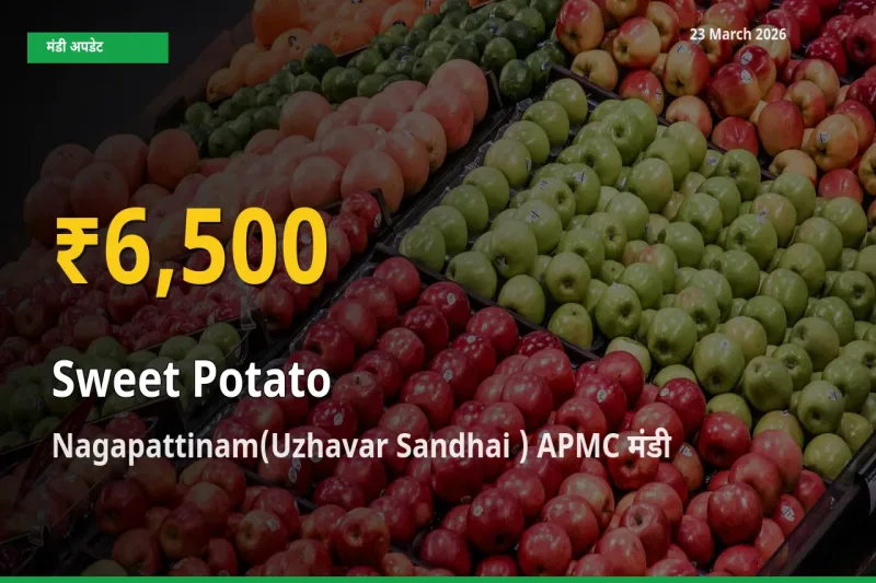 30 दिनों में सबसे ऊँचे स्तर पर शकरकंद के दाम, Nagapattinam(Uzhavar Sandhai ) APMC में उछाल