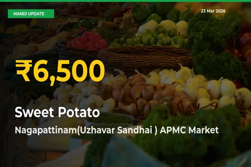 Fresh Record! Sweet Potato Price Climbs to New High in Nagapattinam(Uzhavar Sandhai ) APMC