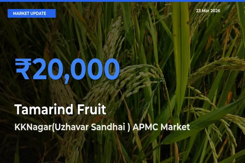 KKNagar(Uzhavar Sandhai ) APMC Records Highest ₹20,000 Rate for Tamarind Fruit