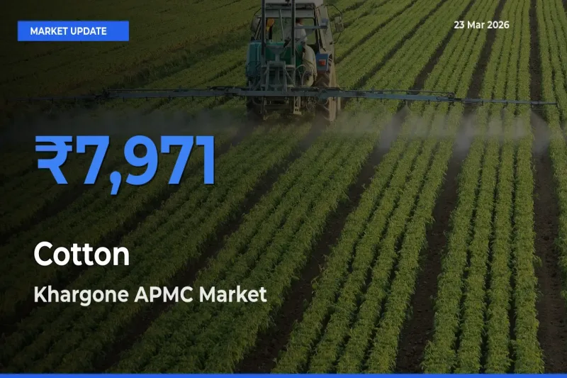 Khargone APMC Tops Cotton Mandi Rates Today
