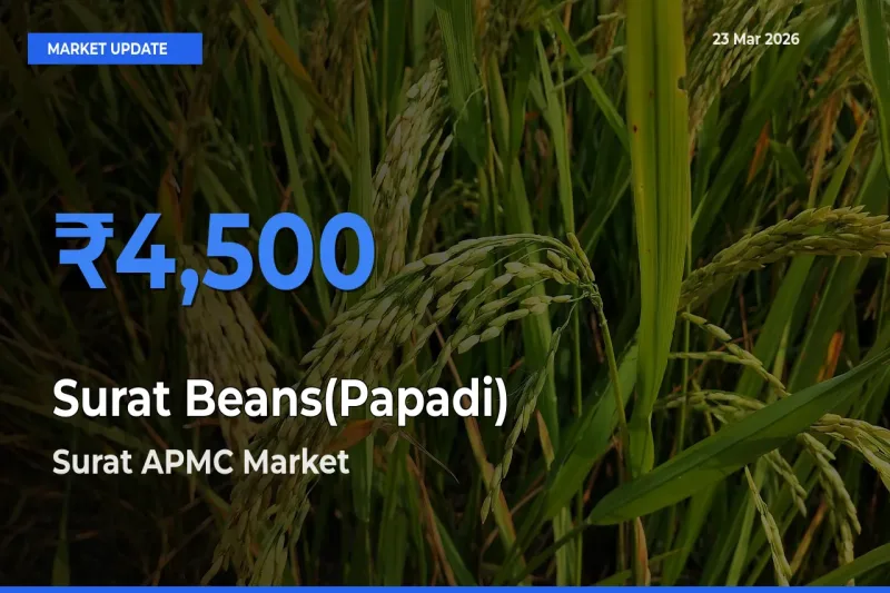 Surat Beans(Papadi) Mandi Rate Today: Surat APMC Tops the List
