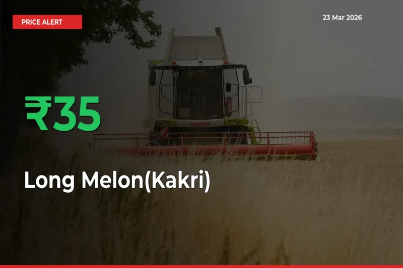 Long Melon(Kakri) Mandi Rate Today: Prices Jump 35.48% at Market