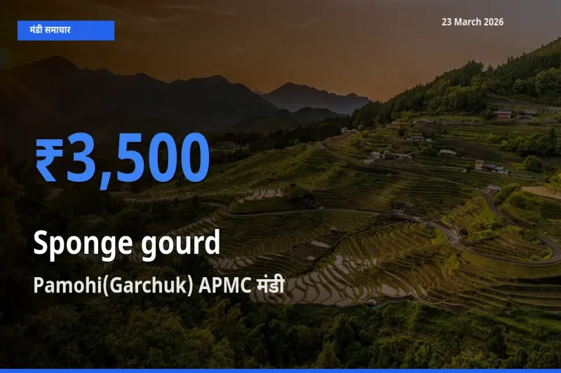 23 March अपडेट: तोरई (नेनुआ) के सबसे ऊँचे दाम Pamohi(Garchuk) APMC मंडी में