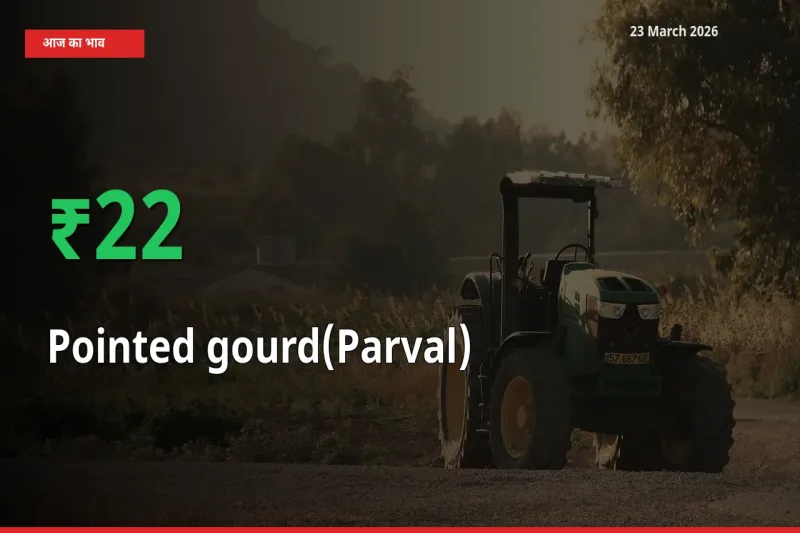 आज का मंडी भाव: परवल के दाम मंडी में 22.47% ऊपर