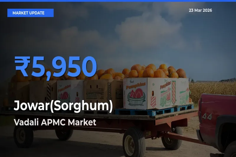 Top Performer! Vadali APMC Offers Best Jowar(Sorghum) Price Today