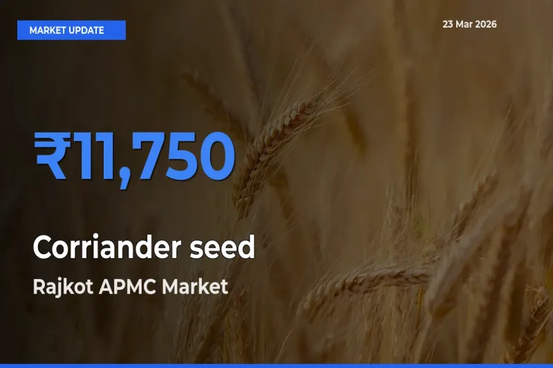 Rajkot APMC Emerges as Top Mandi for Corriander seed Prices Today