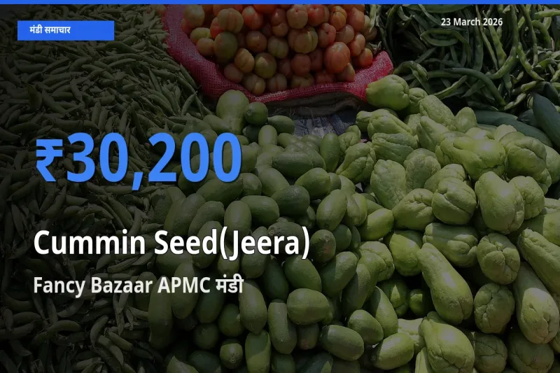 Fancy Bazaar APMC में जीरा का आज सबसे ऊँचा भाव