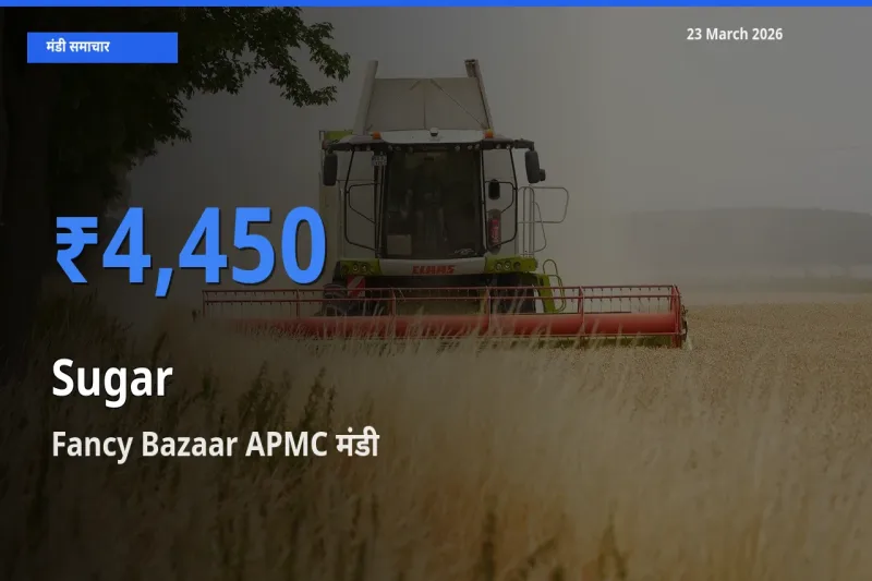 Fancy Bazaar APMC में चीनी का आज सबसे ऊँचा भाव