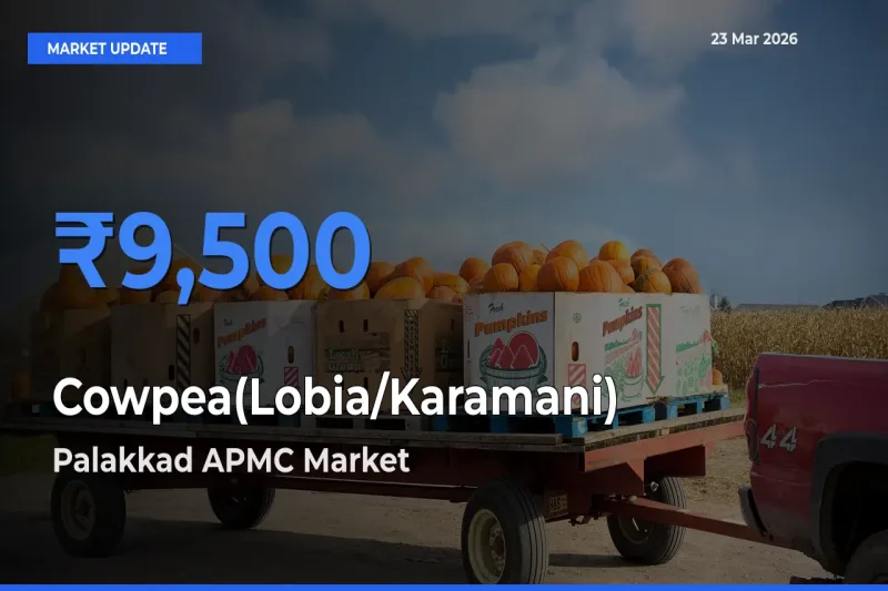 Top Performer! Palakkad APMC Offers Best Cowpea(Lobia/Karamani) Price Today