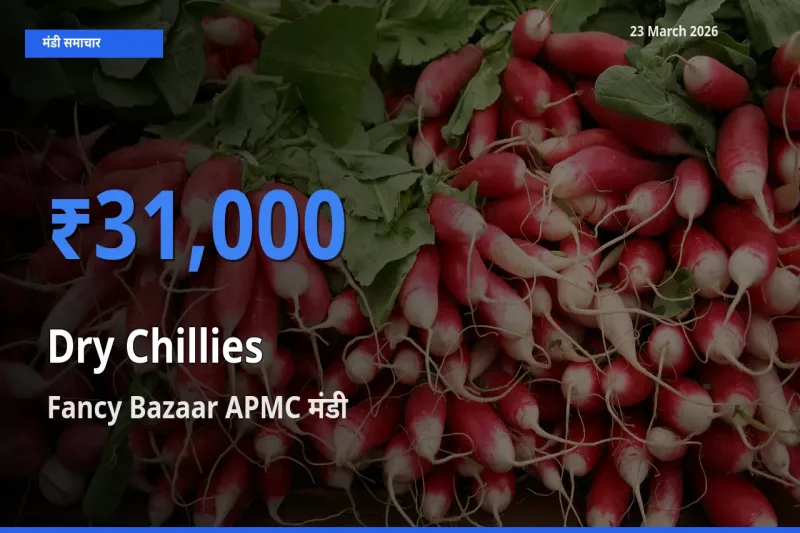 आज सूखी लाल मिर्च के सबसे ऊँचे दाम ₹31,000 Fancy Bazaar APMC मंडी में
