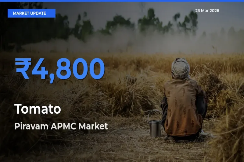 Piravam APMC Leads as Top Mandi for Tomato Prices
