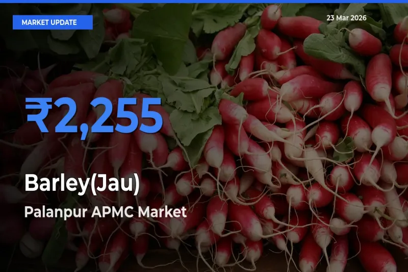 Palanpur APMC Emerges as Top Mandi for Barley(Jau) Prices Today