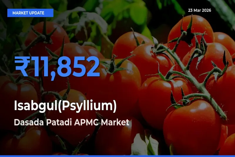 Dasada Patadi APMC Records Highest ₹11,852 Rate for Isabgul(Psyllium)