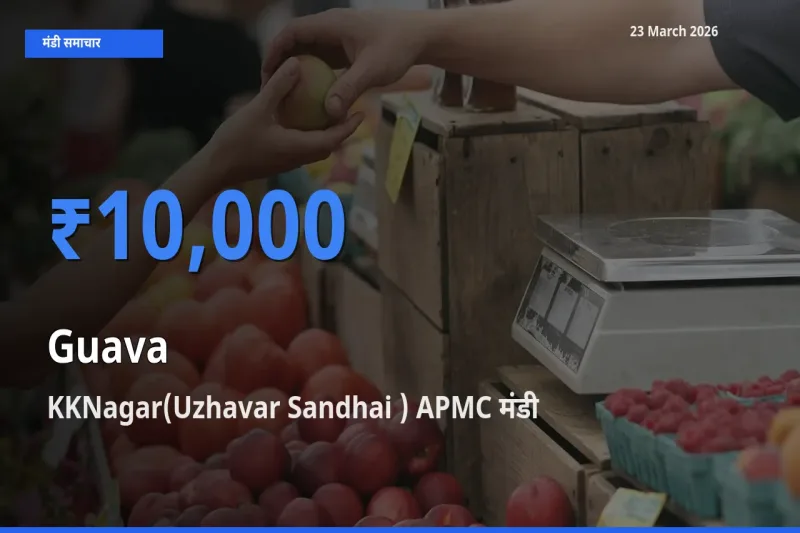 आज अमरूद के सबसे ज़्यादा दाम KKNagar(Uzhavar Sandhai ) APMC मंडी में दर्ज