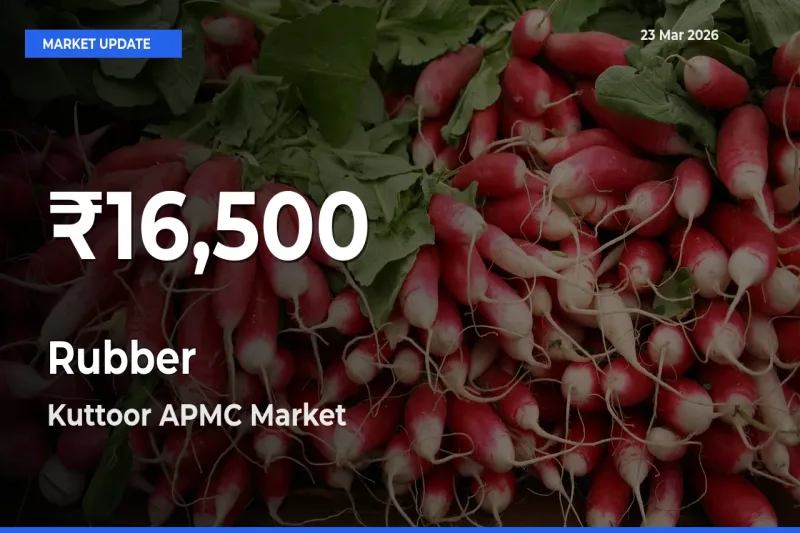 Rubber Falls to ₹16,500 in Kuttoor APMC – 30-Day Lowest Rate