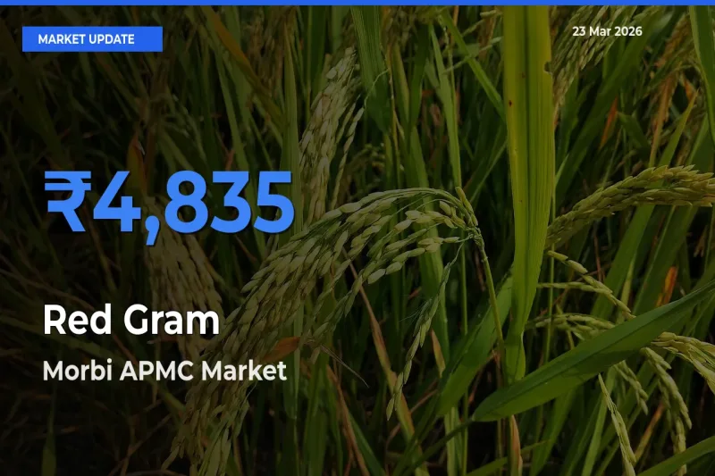 Morbi APMC Tops Red Gram Mandi Rates Today