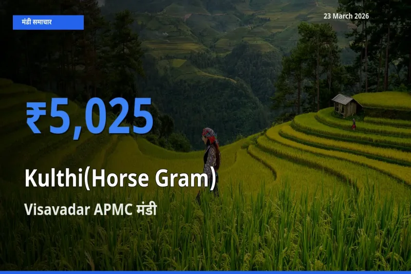 टॉप मंडी बना Visavadar APMC! कुल्थी के सबसे ऊँचे दाम यहीं दर्ज