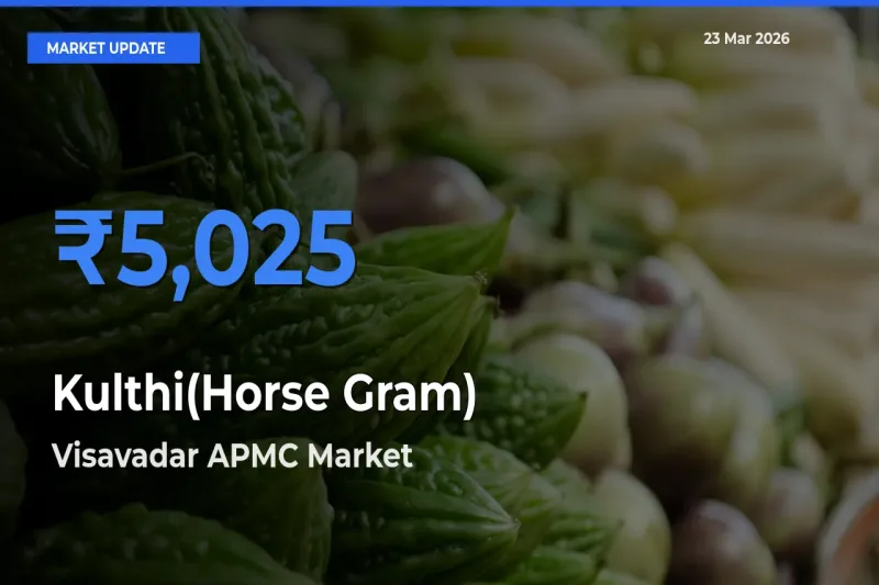 Market Watch: Visavadar APMC Becomes Top Mandi for Kulthi(Horse Gram)