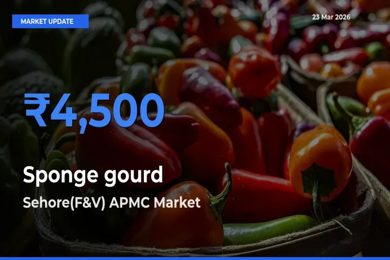Market Watch: Sehore(F&V) APMC Becomes Top Mandi for Sponge gourd