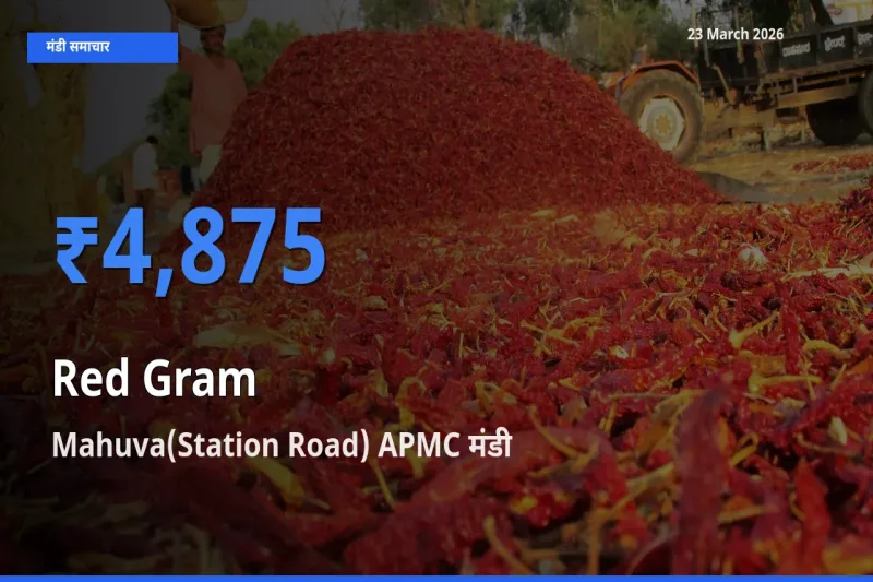टॉप मंडी बना Mahuva(Station Road) APMC! अरहर के सबसे ऊँचे दाम यहीं दर्ज