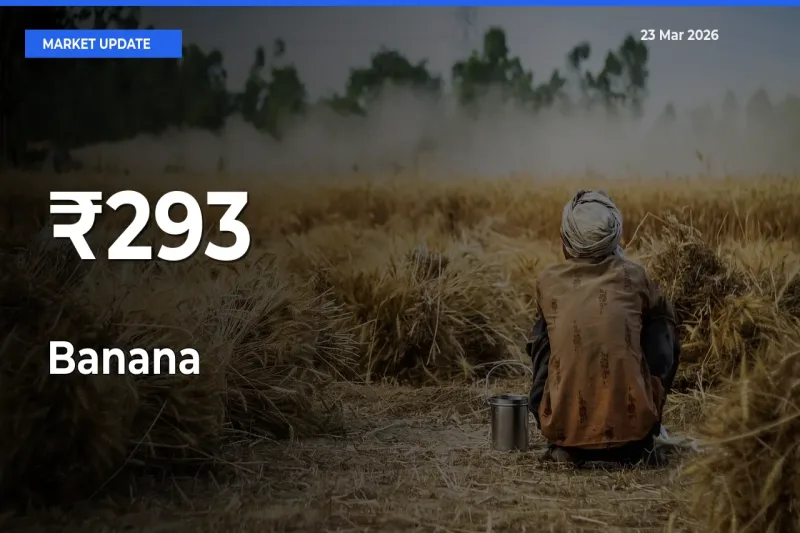 Banana Mandi Trend Today: Prices Shift Across Multiple Markets