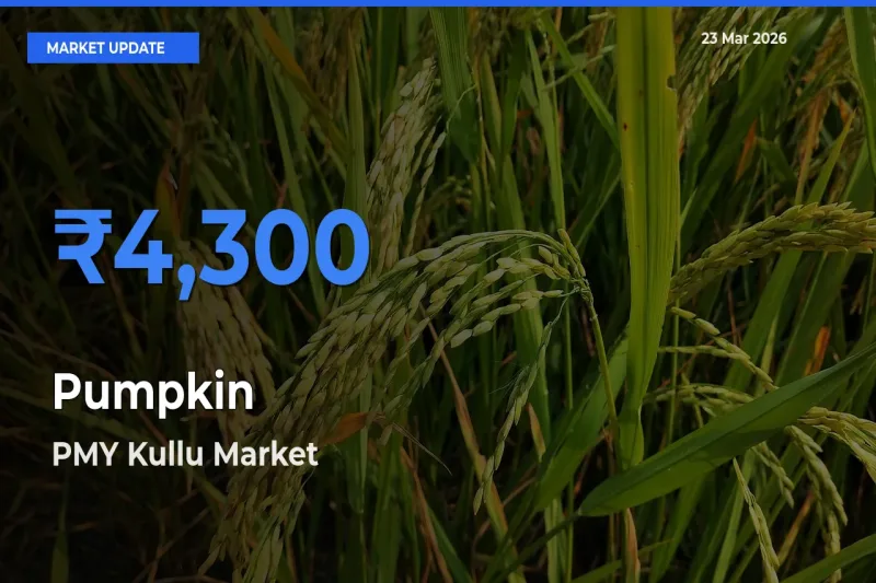 PMY Kullu Tops Pumpkin Mandi Rates Today