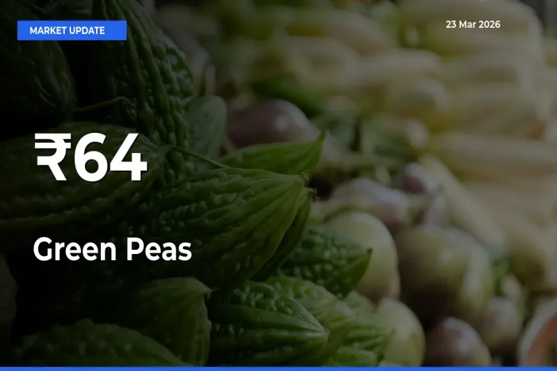 Green Peas Prices Gain Momentum Across 64+ Mandis – Market Trend Strengthens