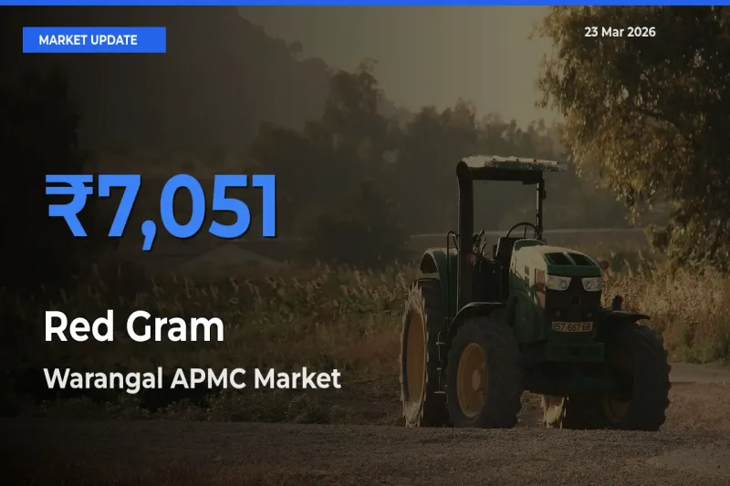 Market Watch: Warangal APMC Becomes Top Mandi for Red Gram
