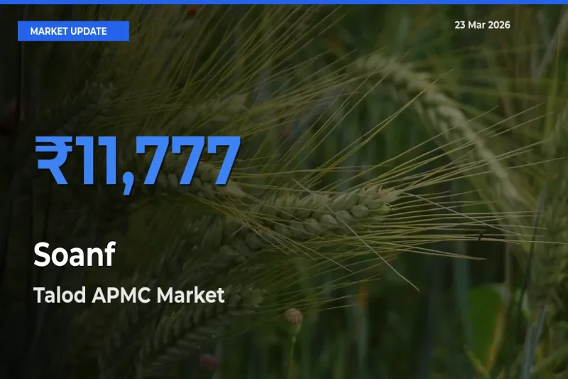 Top Performer! Talod APMC Offers Best Soanf Price Today