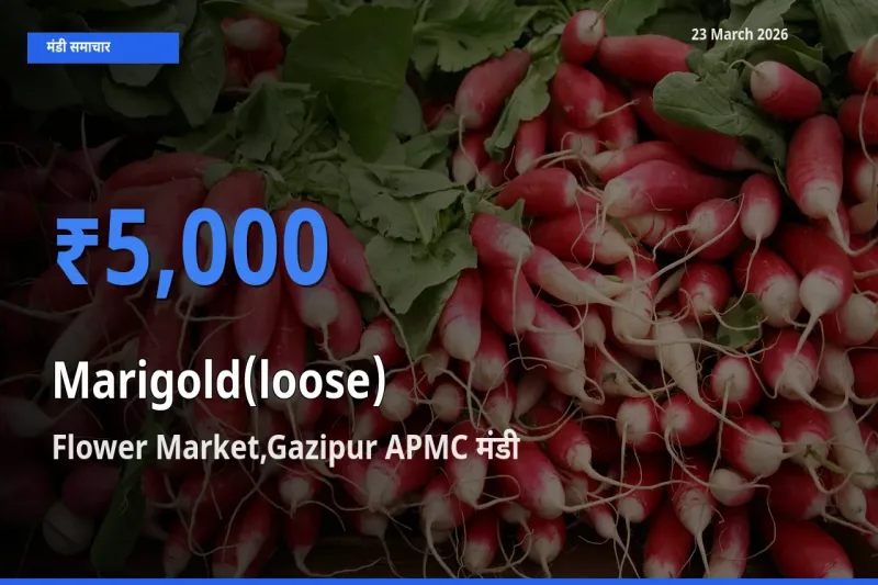 Flower Market,Gazipur APMC मंडी में गेंदा (ढीला) ₹5,000 पर पहुँचा – आज का सर्वोच्च भाव