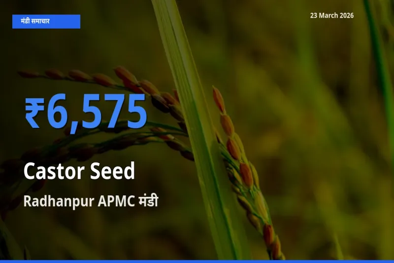 आज अरंडी का बीज के सबसे ऊँचे दाम ₹6,575 Radhanpur APMC मंडी में