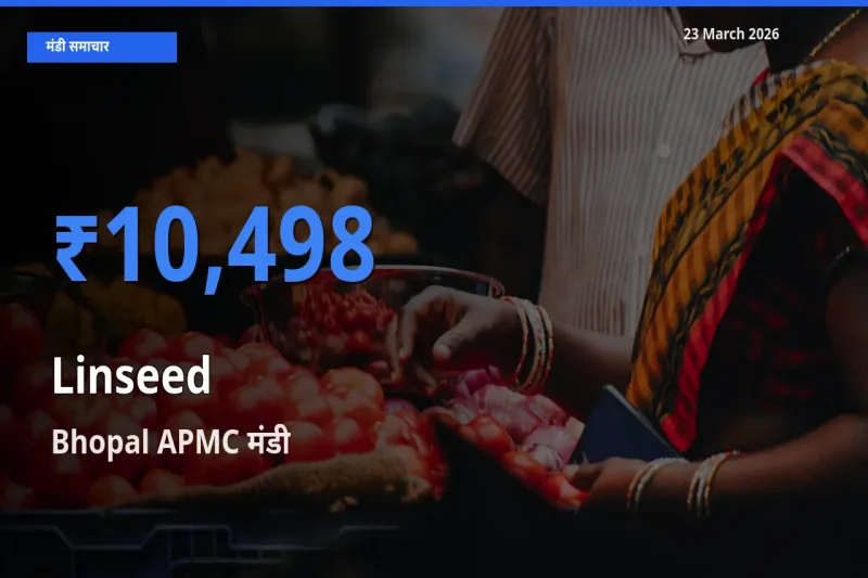 Bhopal APMC में अलसी का आज सबसे ऊँचा भाव