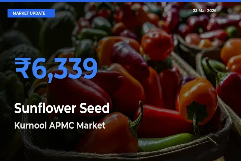 Kurnool APMC Tops Sunflower Seed Mandi Rates Today