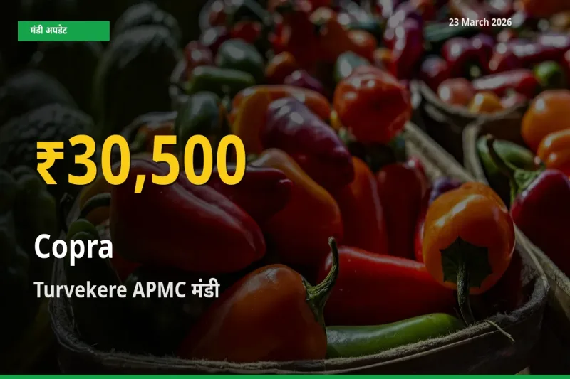 रिकॉर्ड तेज़ी! Turvekere APMC में सूखा नारियल ₹30,500 पर पहुँचा