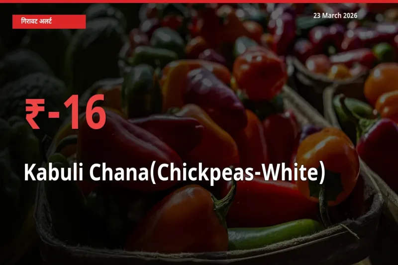 काबुली चना 15.52% गिरा, मंडी