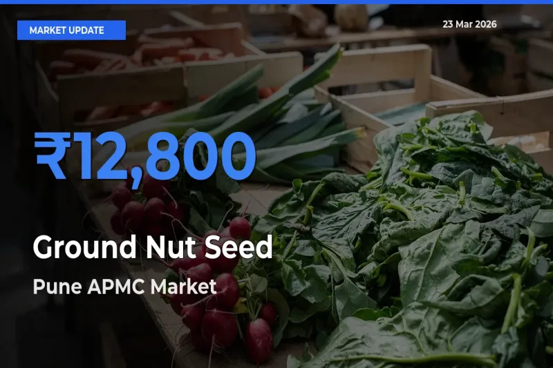 Pune APMC Offers ₹12,800 – Highest Ground Nut Seed Rate Today