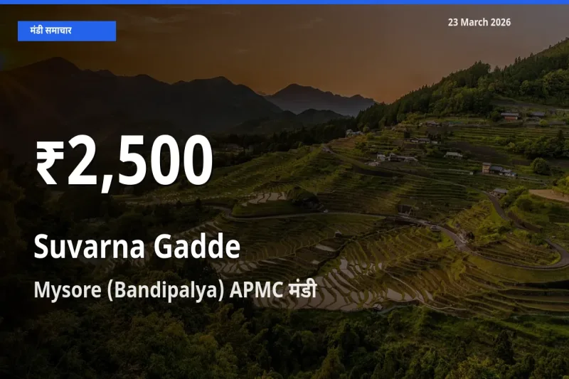सुवर्णा गद्दे(सूरन) के दामों में गिरावट, Mysore (Bandipalya) APMC में 30 दिन का न्यूनतम भाव