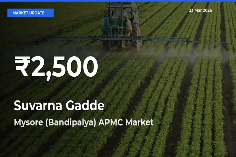 Suvarna Gadde Hits 30-Day Low in Mysore (Bandipalya) APMC