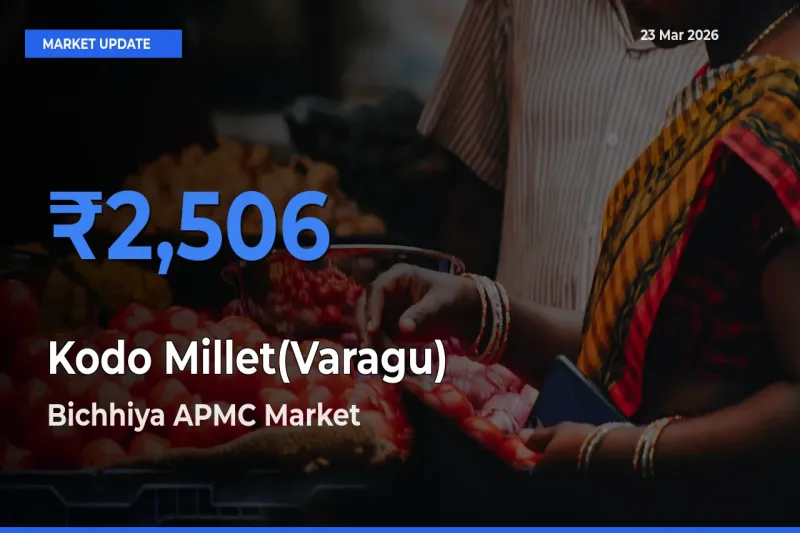 Bichhiya APMC Records Highest ₹2,506 Rate for Kodo Millet(Varagu)