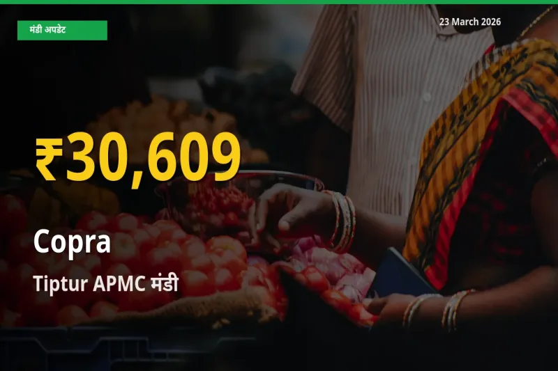 किसानों के लिए खुशखबरी! Tiptur APMC में सूखा नारियल के दाम रिकॉर्ड स्तर पर