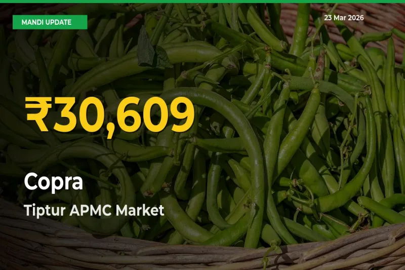 Farmers Benefit as Copra Rate Touches New High in Tiptur APMC