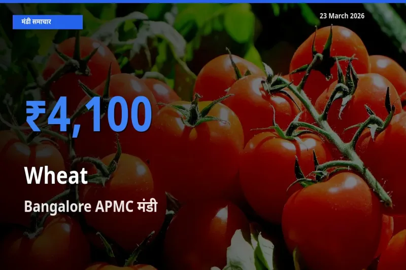 Bangalore APMC मंडी में आज गेहूँ के सबसे ऊँचे दाम दर्ज
